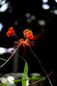 Close-up of orange flowers on plant during autumn