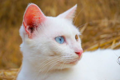 A white odd eyes cat looking away