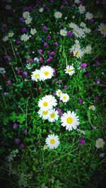 Close-up of white daisy blooming outdoors