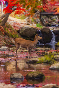 Deer standing in water