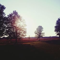 Sun shining through trees on field