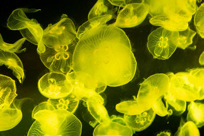 Close-up of jellyfish swimming in sea