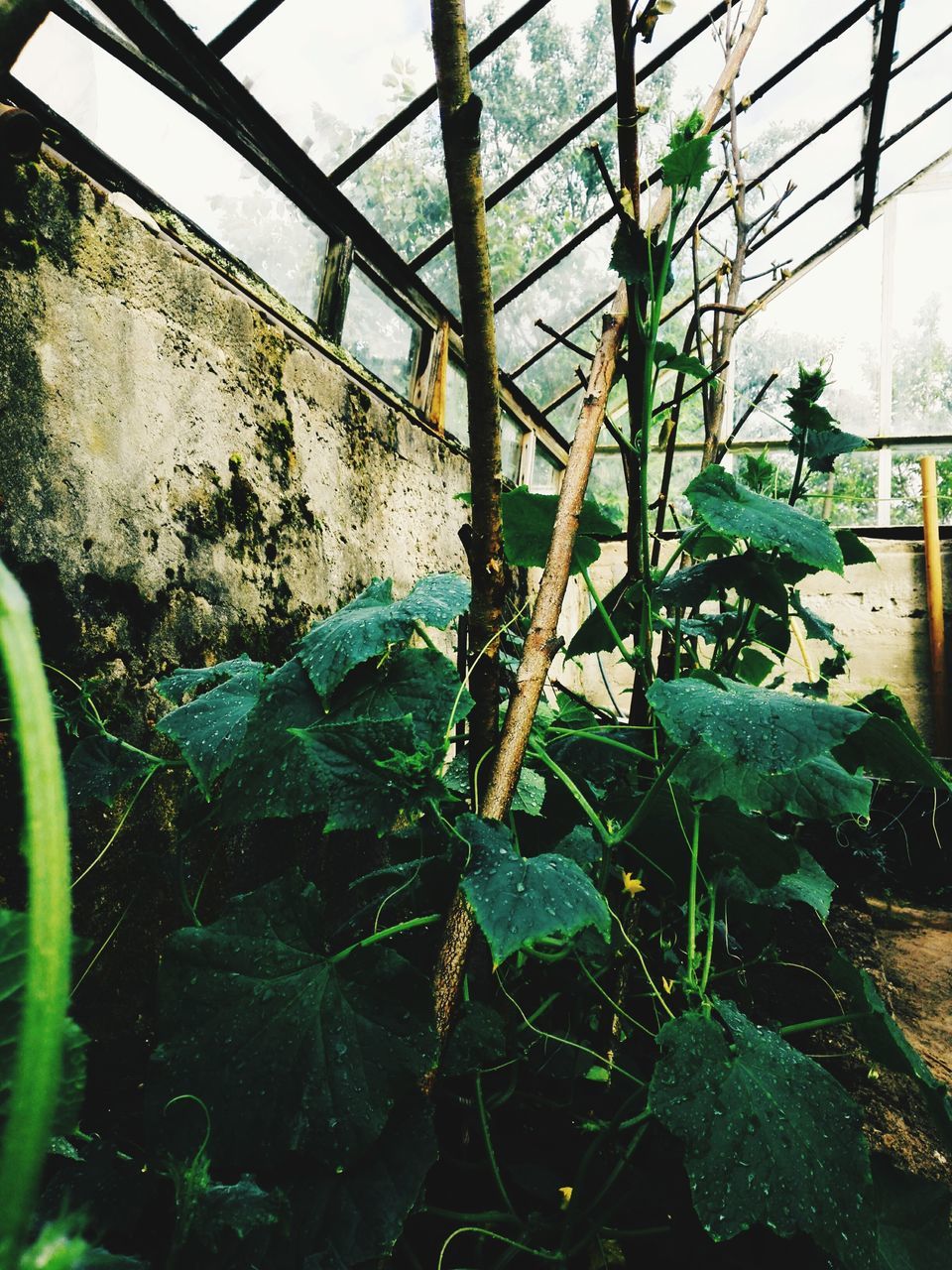 growth, green color, plant, leaf, built structure, architecture, no people, day, indoors, low angle view, nature, greenhouse, tree, close-up