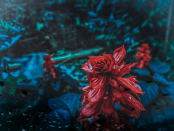 Close-up of red flowering plant