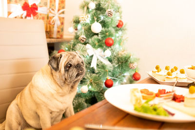View of a dog on christmas tree