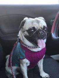 Portrait of dog sitting in car