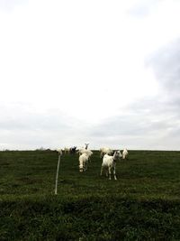 Sheep grazing in a field