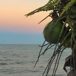 Close-up of fruit growing on tree at sea shore against sky