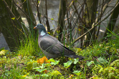 Bird perching on a field