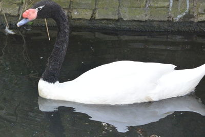 Swan swimming in lake
