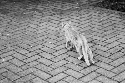 High angle view of a cat on cobblestone street