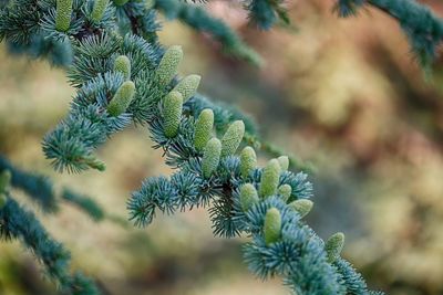 Close-up of pine tree