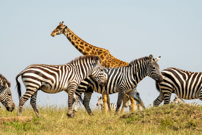 Zebra in the african national park