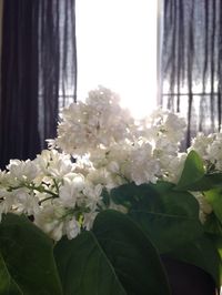 Close-up of white flowers