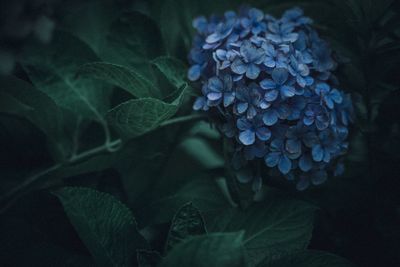 Close-up of purple hydrangea flowers