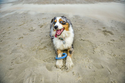 High angle view of dog on beach