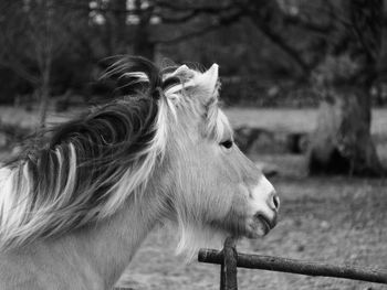 Close-up of horse