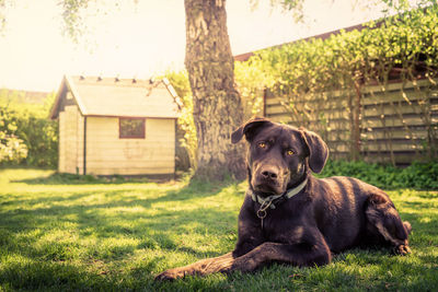 Portrait of dog sitting on grass in back yard