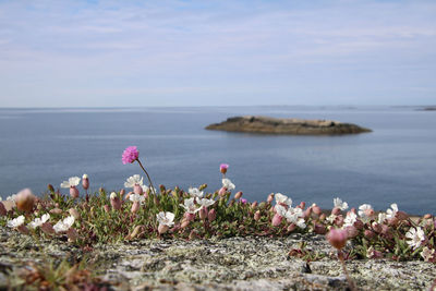 Pink flowering plants by sea against sky