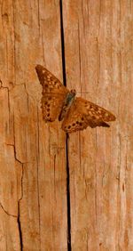 Close-up of wooden plank