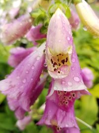 Close-up of wet pink flower