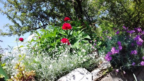 Red flowering plants in garden