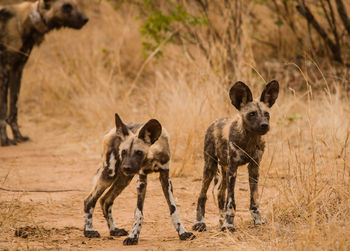 African wild dogs in the savannah off in zimbabwe, south africa