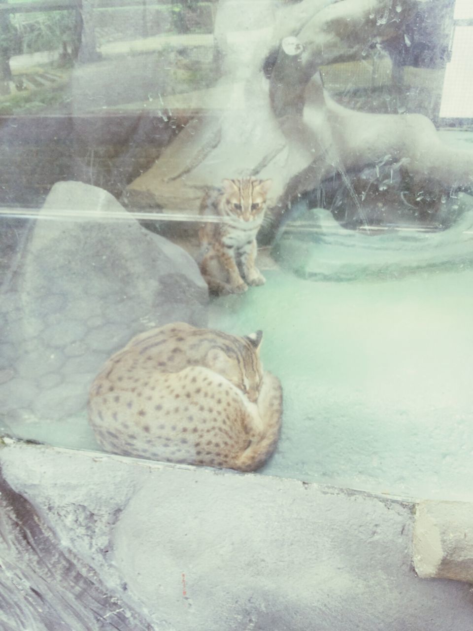 animal themes, one animal, water, animals in the wild, wildlife, mammal, pets, animals in captivity, domestic animals, glass - material, transparent, two animals, relaxation, indoors, day, sunlight, no people, swimming, nature, zoology