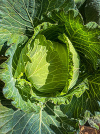 High angle view of green leaves on plant