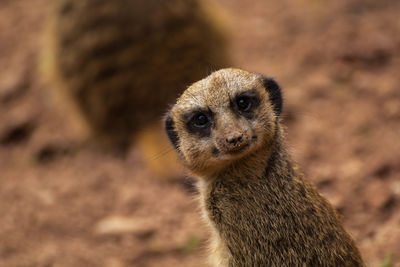 Portrait of meerkat on field