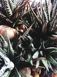 Close-up of succulent plant