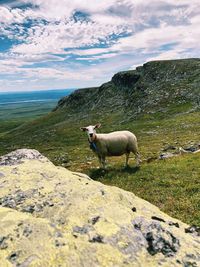View of a sheep in the sea