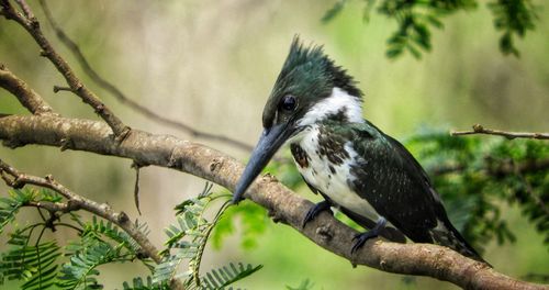 Close-up of bird perching on branch