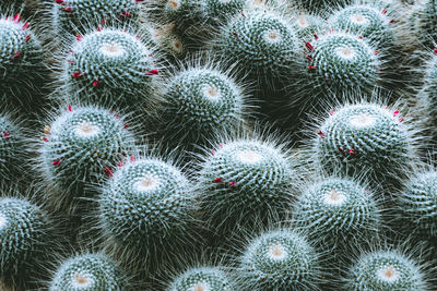 Full frame shot of succulent plant