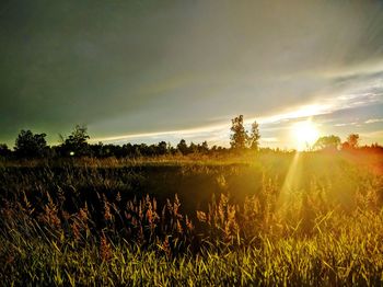 Scenic view of field against sky at sunset