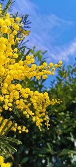 Close-up of yellow flowering plant on field