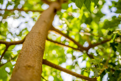 Low angle view of tree against blurred background