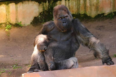 Close-up of monkey sitting outdoors