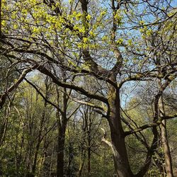 Low angle view of trees in forest against sky