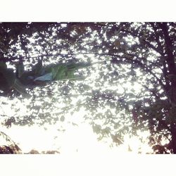 Low angle view of trees against sky