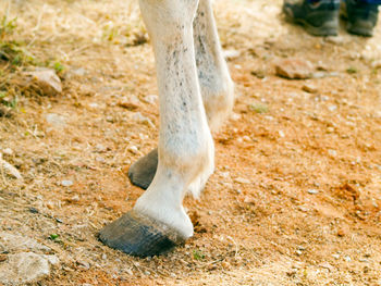 Low section of horse on field