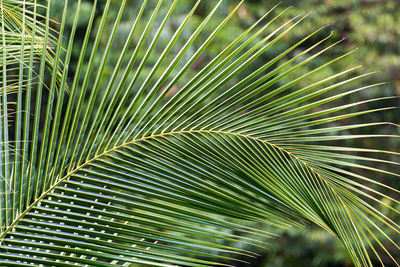 Close-up of palm leaves