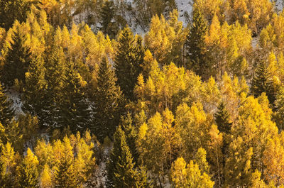 High angle view of yellow autumn trees in forest