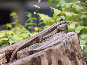 Close-up of lizard on wood against plants