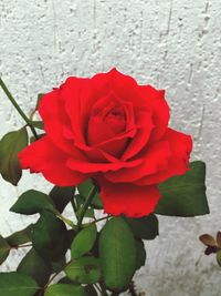 Close-up of red rose