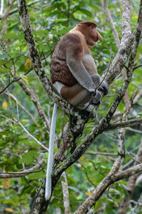 Monkey sitting on tree