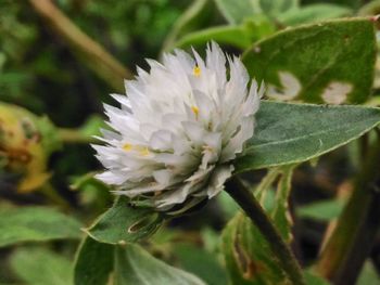 Close-up of white flower