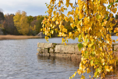 Yellow flowering plants by lake against sky during autumn