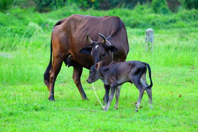 Horses in a field