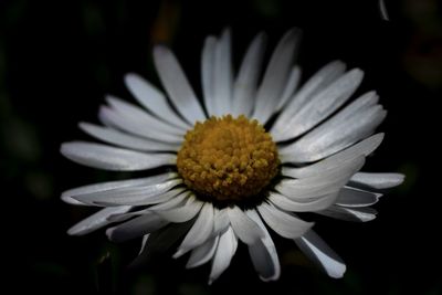 Close-up of white daisy flower